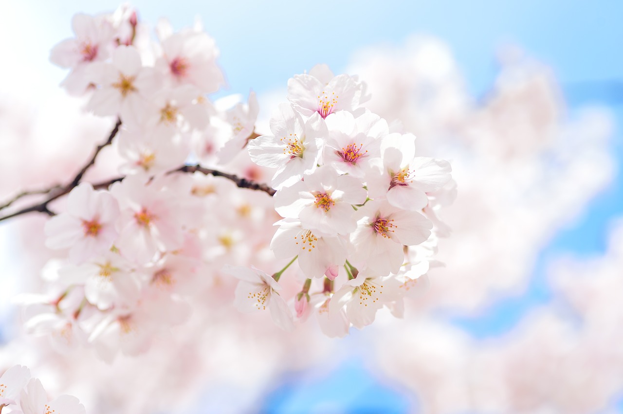 Cute Things You Can Get In Cherry Blossom Season | Buyee Blog